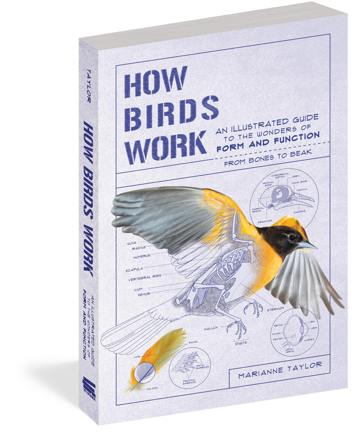 How Birds Work: An Illustrated Guide to the Wonders of Form and Function―from Bones to Beak (How Nature Works)