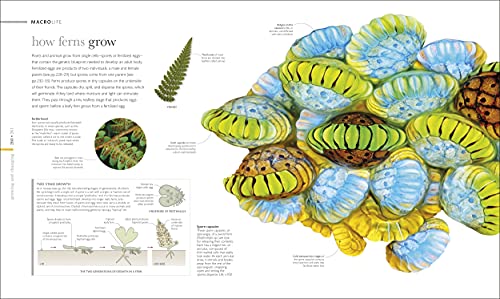 Micro Life: Miracles of the Miniature World Revealed (DK Secret World Encyclopedias) (Packaging may vary)