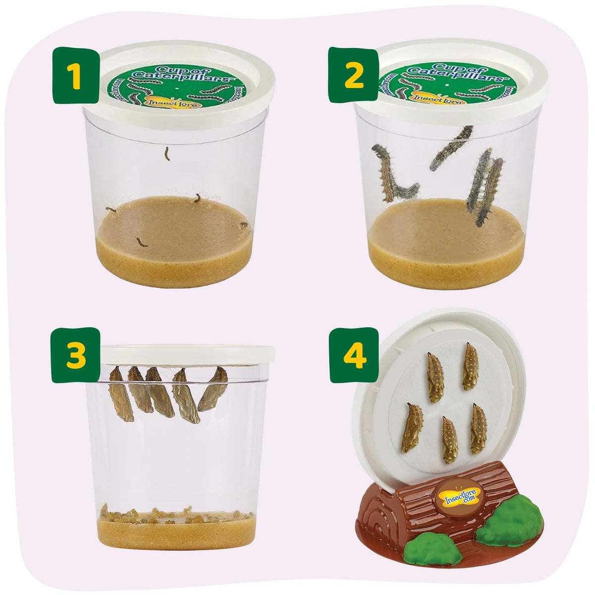 Butterfly Garden with 10 Live Baby Caterpillars - Habitat, Feeder, Chrys-A-Lid Holders, STEM