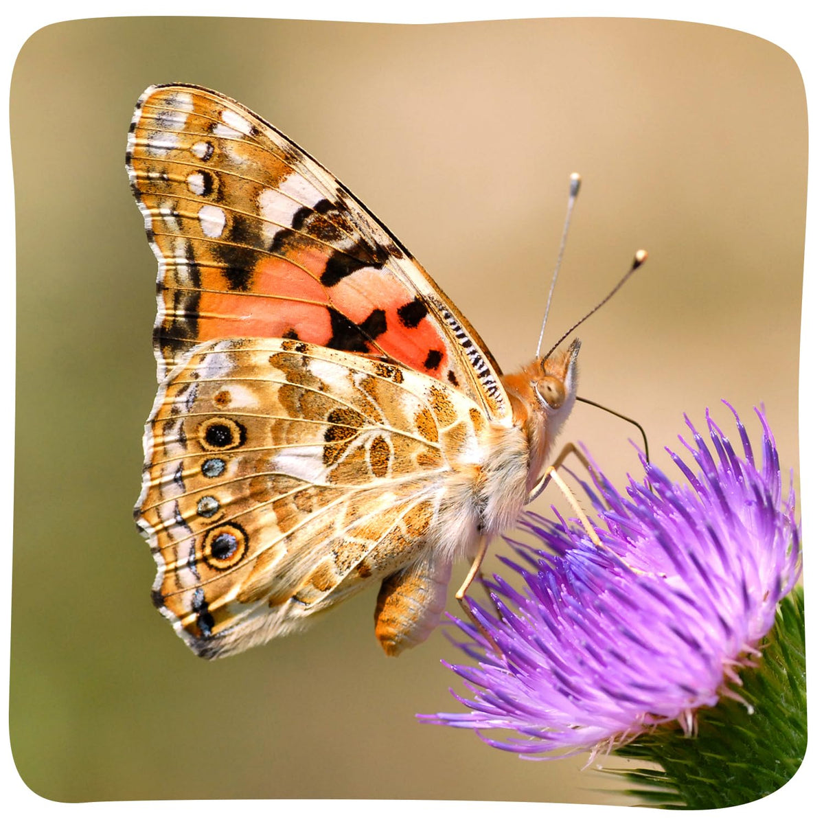 Butterfly Garden with 10 Live Baby Caterpillars - Habitat, Feeder, Chrys-A-Lid Holders, STEM