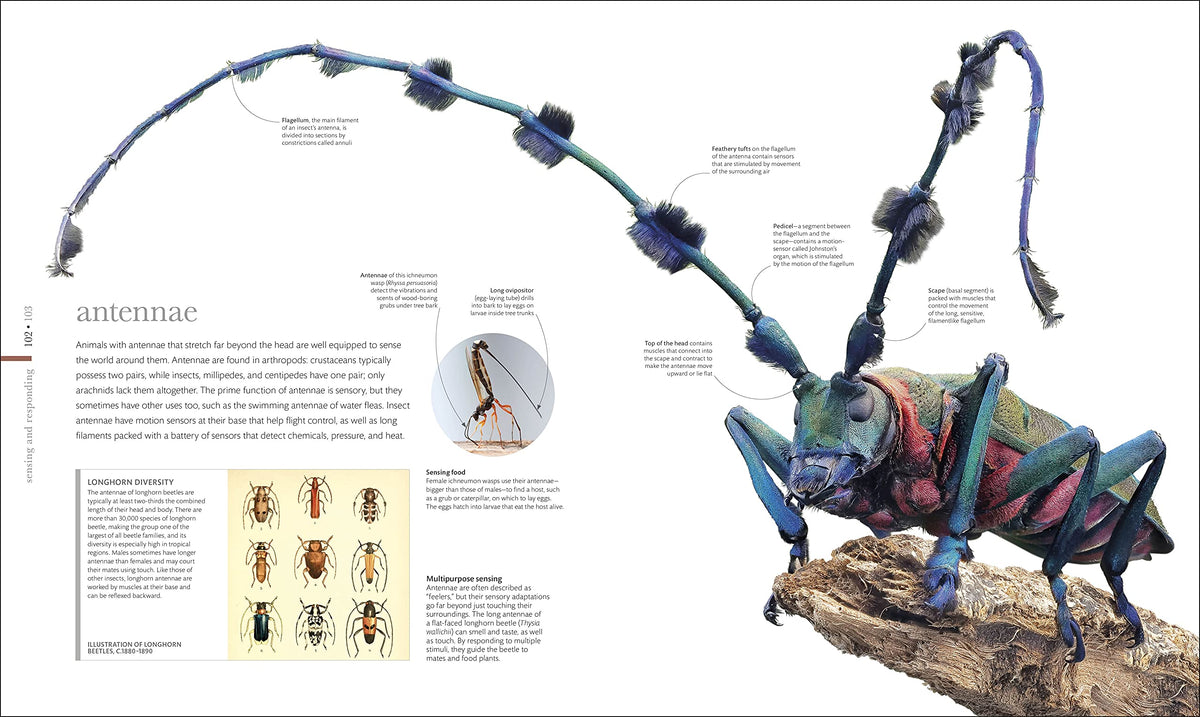 Micro Life: Miracles of the Miniature World Revealed (DK Secret World Encyclopedias) (Packaging may vary)
